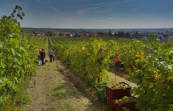 Ochutnávka Vinárstva a vinohradníctva Čavojský (16.3.2017)