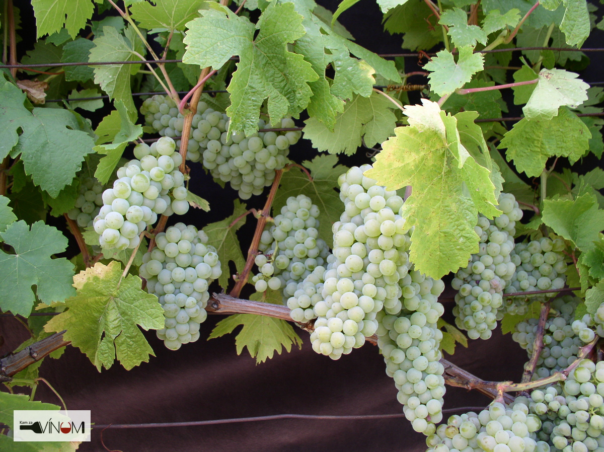 Exkluzívne okienko Doroty Pospíšilovej: Breslava nie je odrodou do každého vinohradu