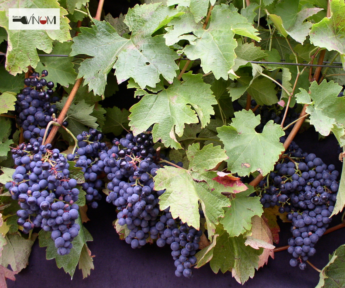 Exkluzívne okienko Doroty Pospíšilovej: Váh klame telom, niekedy pripomína svojho brata Hron