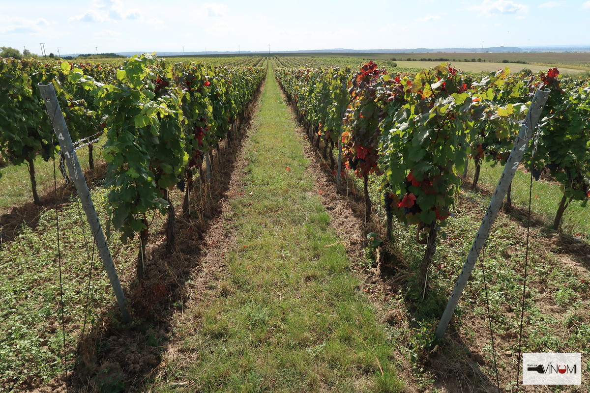 Výzva slovenským spotrebiteľom na kúpu domácich slovenských vín a záchranu vinohradov